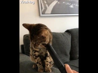 the cat who loves the vacuum cleaner