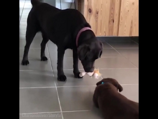 gave the toy to the puppy