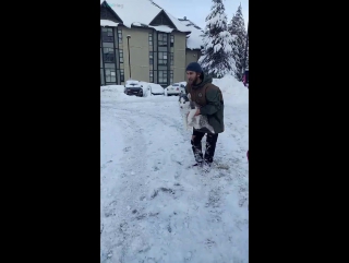 husky loves to be thrown into the snow