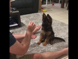 puppy learns to give paw