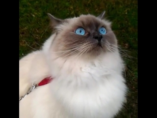 blue eyed cat