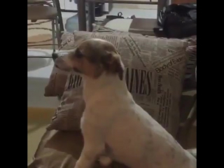 the dog is afraid of the horror movie