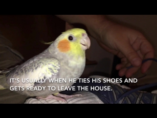 the parrot learned to see off the owner with a melody from the iphone