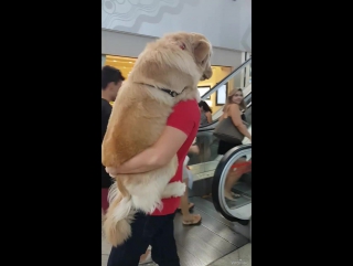 the dog is afraid of the escalator