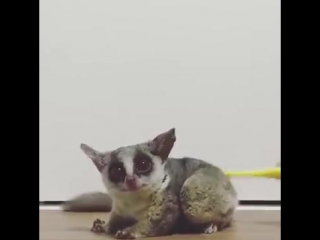 baby galago loves to be scratched