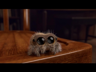 lucas the spider