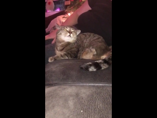 cat without a paw scratches behind the ear