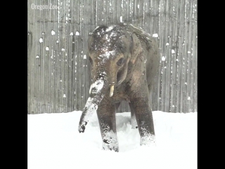 animals at the oregon zoo enjoy the snow