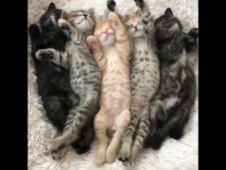 just sleeping kittens