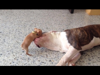 bulldog brutal attack