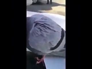 pigeon had a hard day