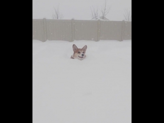 corgi against snow