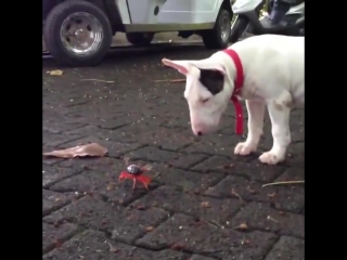 bull terrier puppy against crab