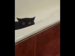 the cat stole fresh fish from the kitchen table and hid in the bathroom