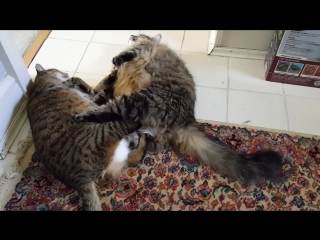 lazy battle of two cat giants