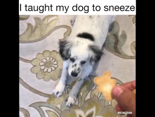 he taught the dog to sneeze on command.