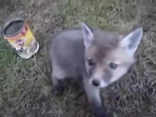 the guy pulled the little fox out of the tin