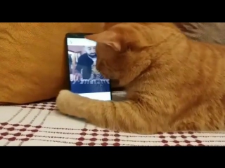 the blind cat loves to listen to how this pianist plays