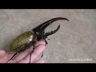 hercules beetle - growth cycle from larva to end