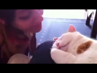 cat meows when kissed