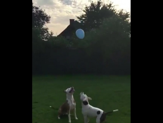 dogs play with a ball