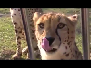 meowing cheetahs