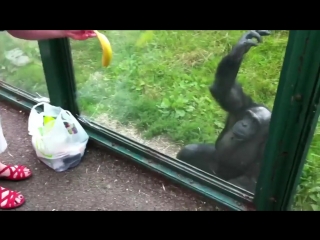 smart chimpanzee is thirsty