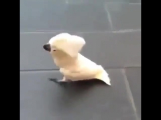 parrot barking