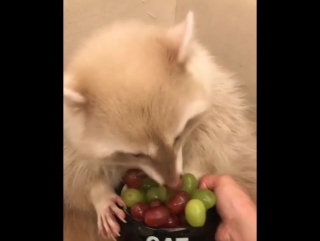 raccoon eats grapes