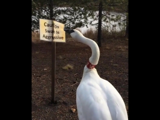 caution aggressive swan