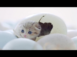 cute cat food ad