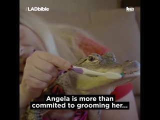 domestic crocodile