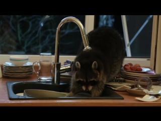 in almaty, a raccoon climbed into someone else's house and washed the dishes