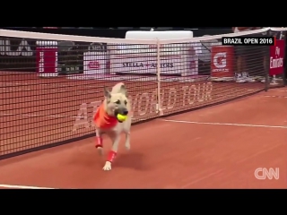 the cutest promotion at the tennis tournament in sao paulo