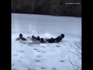 fallen through the ice