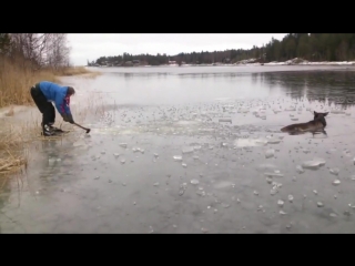 moose rescue from the water