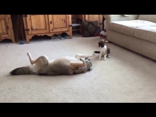 the she-wolf plays with the cat. and vice versa