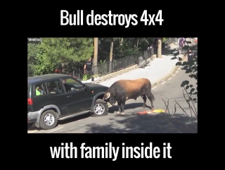 the bull destroys the car