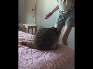 squeezing a raccoon is priceless