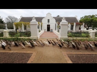 hired ducks in south africa go to a vineyard to eat snails