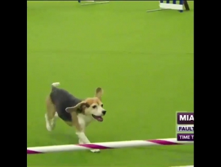 distracted beagle won the sympathy of the audience