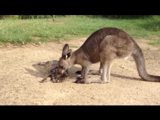 the baby kangaroo woke up the cat, but then he apologized