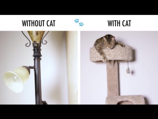 life with and without a cat