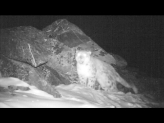 the cry of a snow leopard was recorded in buryatia for the first time