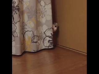 ninja cat