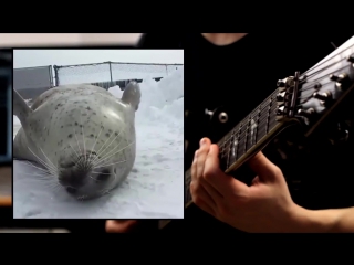 just a fur seal playing metal