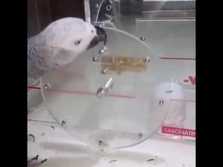 well, very smart parrot