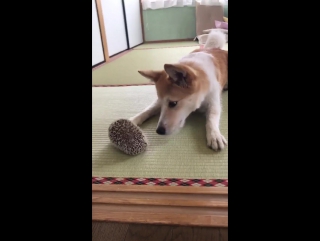 dog tries to befriend hedgehog