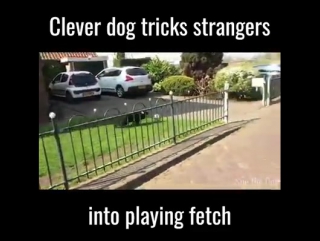 the dog learned to force passers-by to play with it