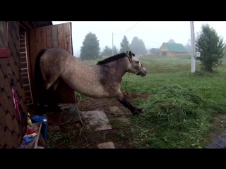 horse stretches after sleep